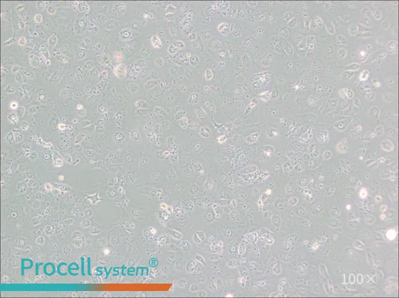 MARC-145 [Marc145] Cell Complete Medium - 3