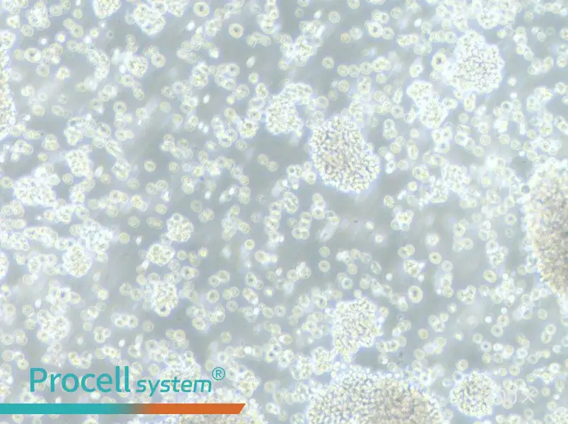 P3HR-1 Cell Complete Medium - 3