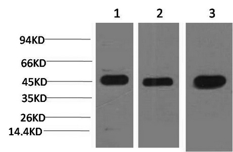 Western Blot analysis of 1) Hela, 2) 3T3, 3) Rat brain using MAP2K2 Monoclonal Antibody at dilution of 1:2000.