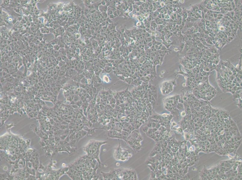 HePa1-6-GFP Cell Complete Medium - 5