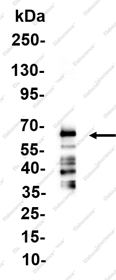 Recombinant IKK-γ Monoclonal Antibody - 1