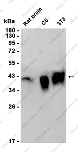 Recombinant Macro H2A.1 Monoclonal Antibody - 1