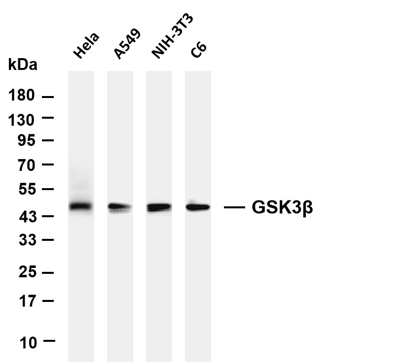 Recombinant GSK3β Monoclonal Antibody - 2