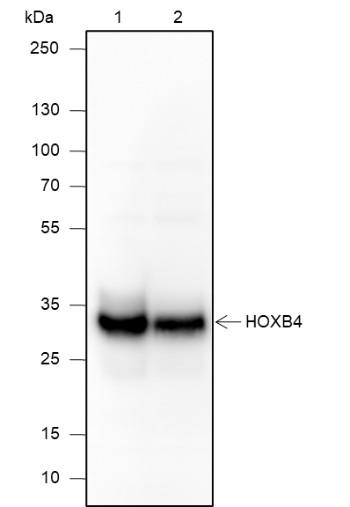Recombinant HOXB4 Monoclonal Antibody-searchlist-1