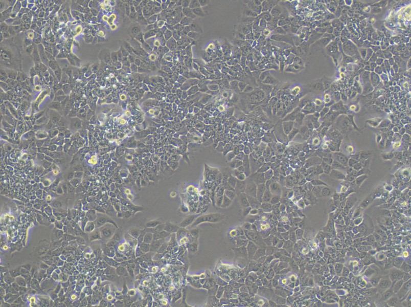 HPAC Cell Complete Medium - 2