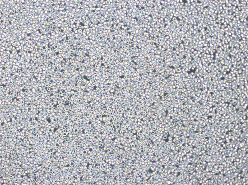 NB4 Cell Complete MediumNB4 Cell Complete Medium - 3