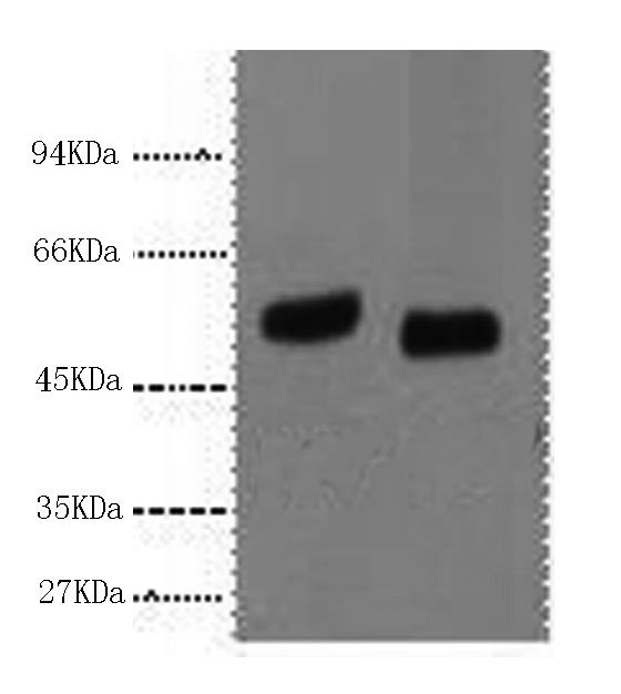 Western Blot analysis of 293T cells using p53 Monoclonal Antibody at dilution of 1) 1:1000 2) 1:2000.