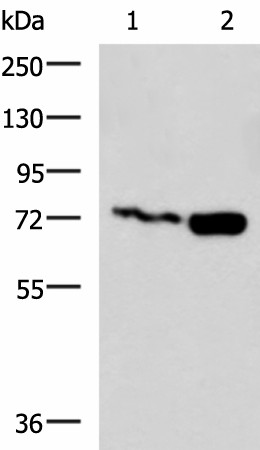 Western blot analysis of Jurkat and Raji cell lysates  using PUM3 Polyclonal Antibody at dilution of 1:800