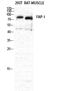 Western Blot analysis of Rat muscle, 293T using FAP Polyclonal Antibody at dilution of 1:2000.