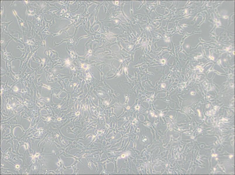 BT-20 Cell Complete Medium - 2