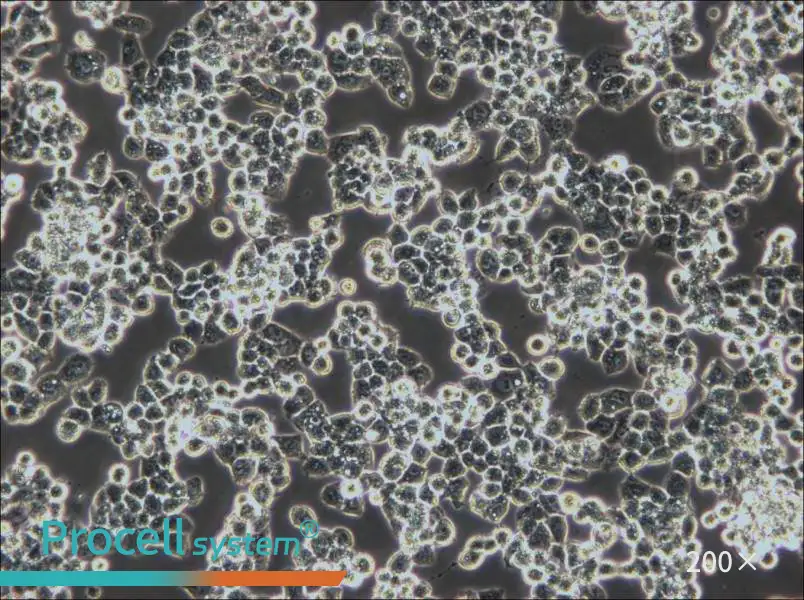 COV434 Cell Complete Medium - 6