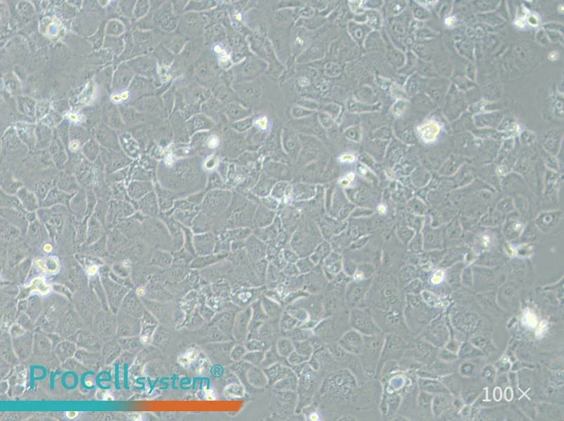 PLC/PRF/5 Cell Complete MediumPLC/PRF/5 Cell Complete Medium - 2