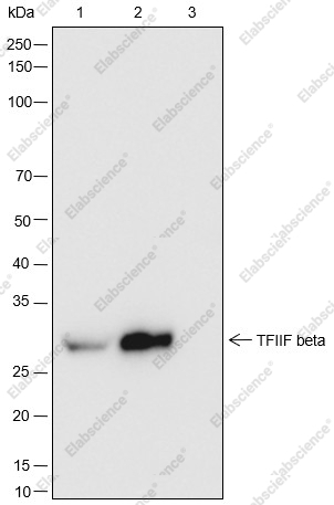 Recombinant TFIIF beta Monoclonal Antibody - 4