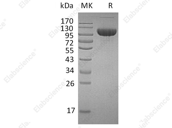 Recombinant Human FGFR3/CD333 Protein (Fc Tag) - 1