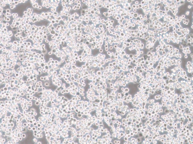 Sf21 Cell Complete Medium-searchlist-1