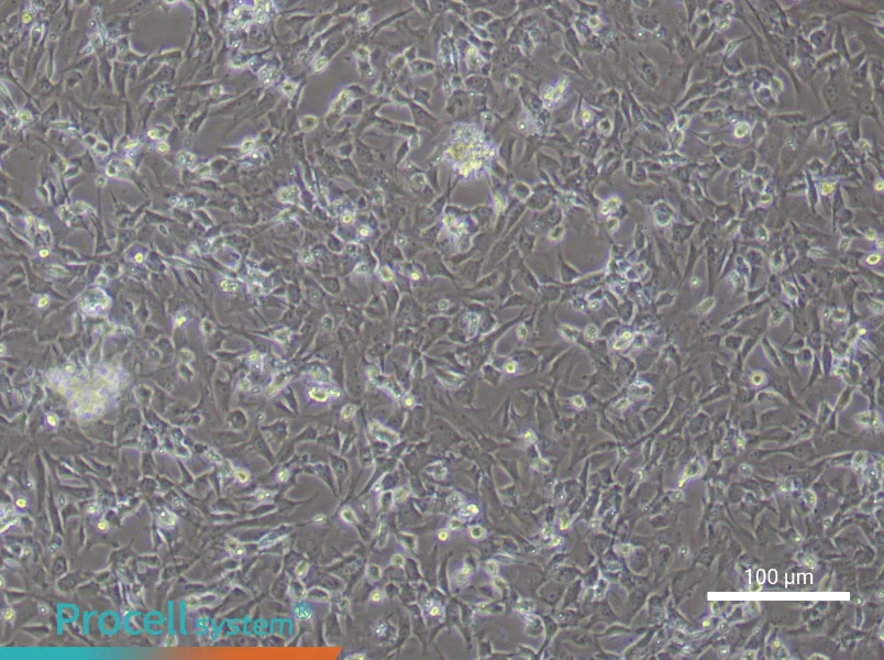 Rat Dermal Fibroblast Complete Medium - 2