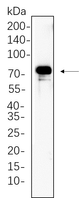 Recombinant p90RSK Monoclonal Antibody-searchlist-1