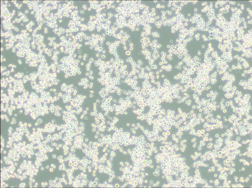 MR1 Cell Complete MediumMR1 Cell Complete Medium - 2