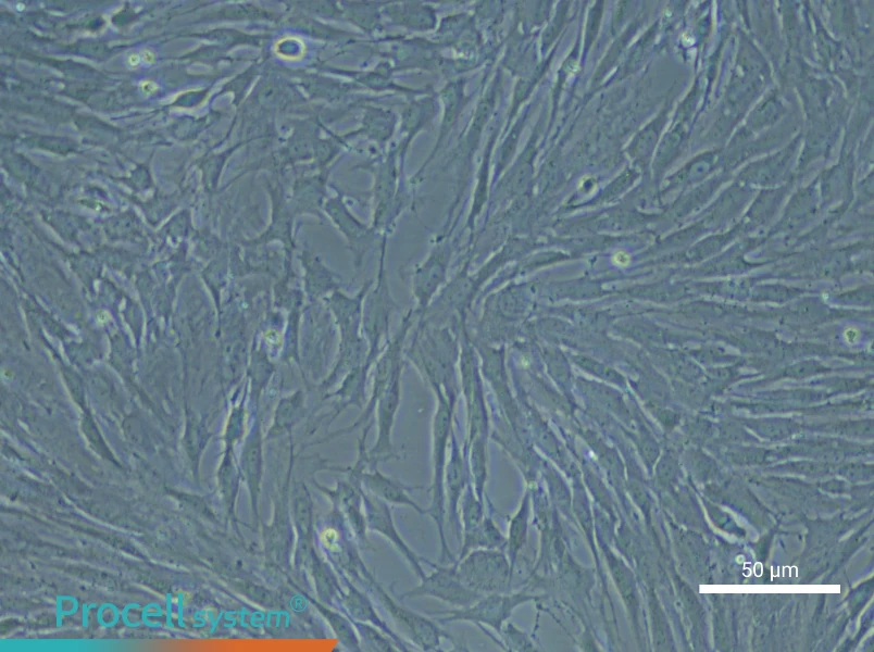 Rat Esophageal Smooth Muscle Cells - 5