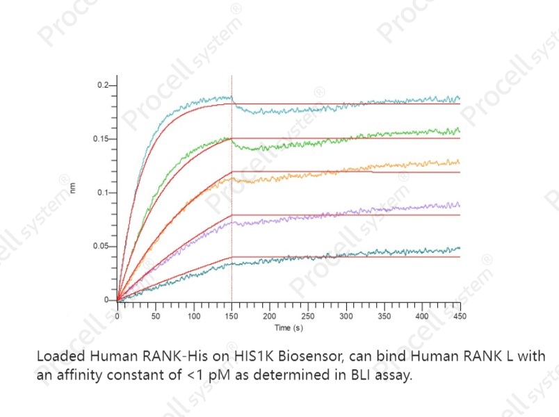 RANK/TNFRSF11A/CD265 (C-6His), Human, RecombinantRANK/TNFRSF11A/CD265 (C-6His), Human, Recombinant - 2