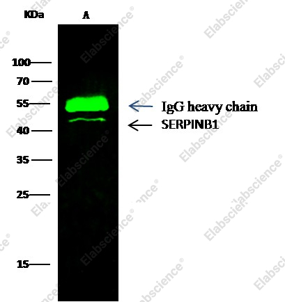 SerpinB1/ELANH2 Monoclonal Antibody - 2