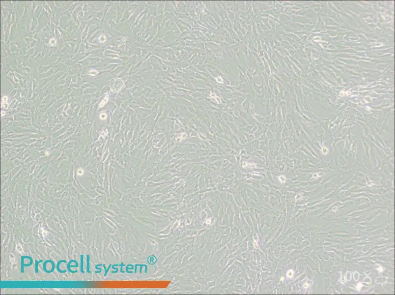 GC-2spd(ts) Cell Complete Medium - 3