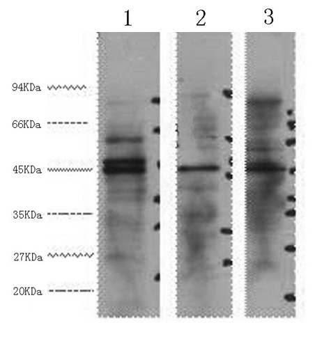 Western Blot analysis of 1) Hela, 2) Jurkat, 3) 293T cells using ENO2 Monoclonal Antibody at dilution of 1:3000.