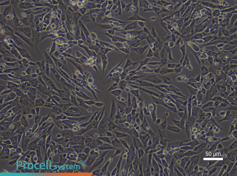 Rat Endometrial Stromal Cells - 5