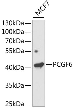 Western blot analysis of extracts of MCF7 cells using PCGF6 Polyclonal Antibody at 1:1000 dilution.