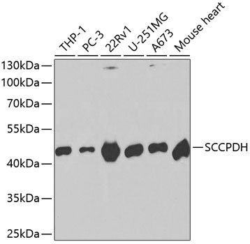 Western blot analysis of extracts of various cell lines using SCCPDH Polyclonal Antibody at dilution of 1:1000.