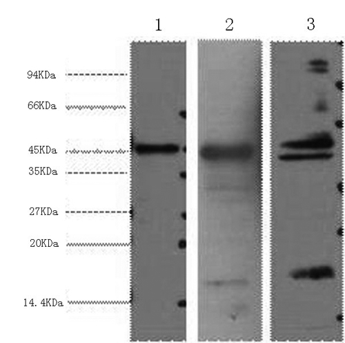 Western Blot analysis of 1) Hela, 2) Mouse heart, 3) Rat heart using AQP4 Monoclonal Antibody at dilution of 1:2000.