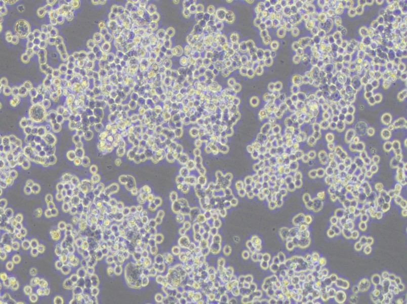 COLO 320DM Cell Complete Medium - 5