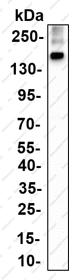Recombinant EHMT2 Monoclonal Antibody - 1