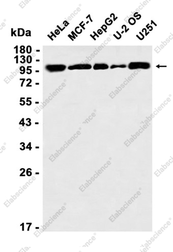 Recombinant VAV2 Monoclonal Antibody - 1