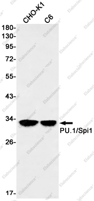 Recombinant SPI1 Monoclonal Antibody - 1