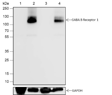 Recombinant GABA B Receptor 1 Monoclonal Antibody-searchlist-1