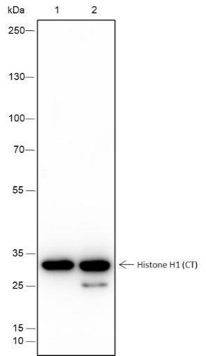 Recombinant Histone H1 (CT) Monoclonal Antibody-searchlist-1