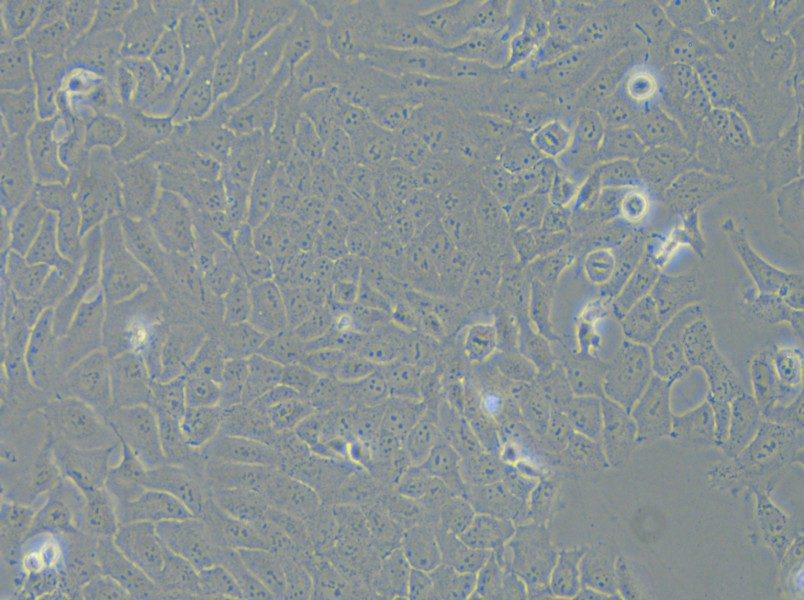 143B Cell Complete Medium - 6
