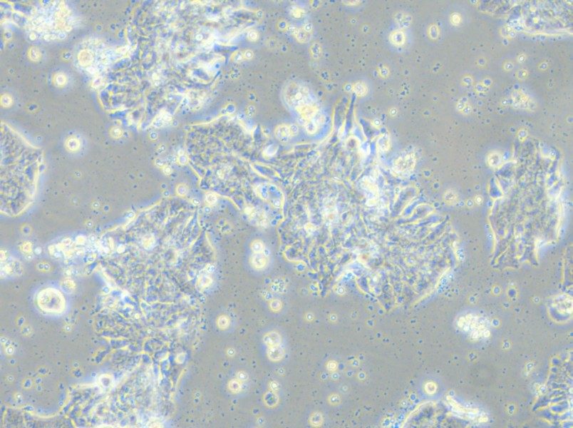 CCK-81 Cell Complete Medium - 4