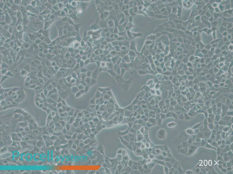RPMI-2650 Cell Complete Medium - 5