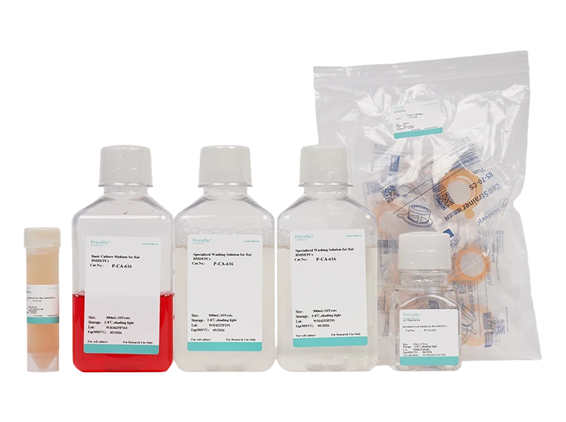 Rat Bone Marrow-Derived Endothelial Progenitor Cells Isolation and Culture Kit - small - 2