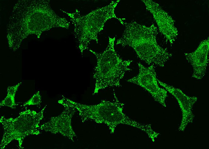 Recombinant Cystatin C/CST3 Monoclonal Antibody - small - 3