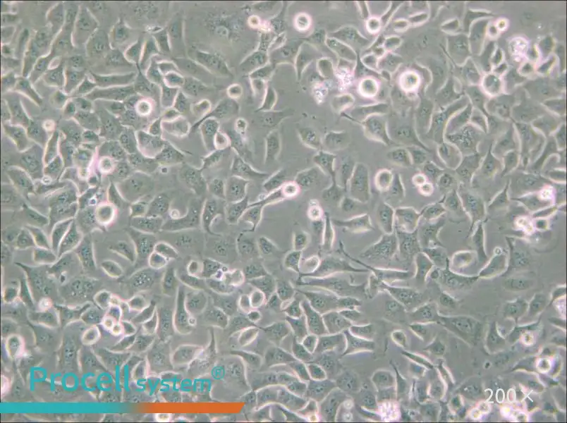 SHZ-88 Cell Complete Medium - small - 6