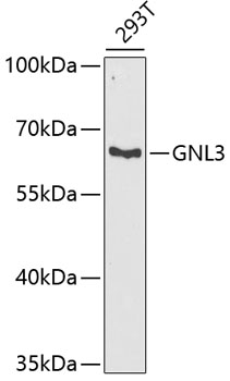 Western blot analysis of extracts of 293T cells using GNL3 Polyclonal Antibody at dilution of 1:1000.