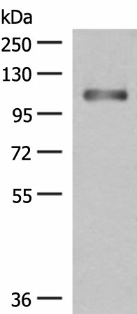 Western blot analysis of Human fetal liver tissue lysate  using GRIPAP1 Polyclonal Antibody at dilution of 1:550