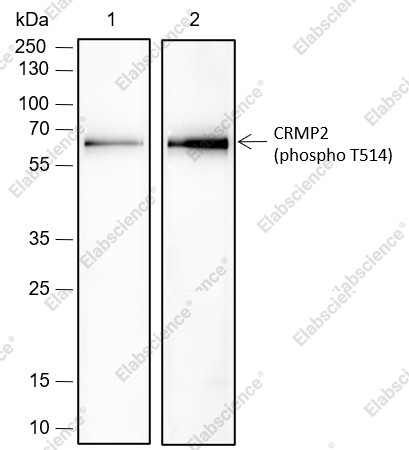 Recombinant Phospho-CRMP2 (Thr514) Monoclonal Antibody - 1