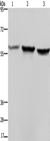 Western Blot analysis of Hela, A375 and LoVo cell using SYN2 Polyclonal Antibody at dilution of 1:1400