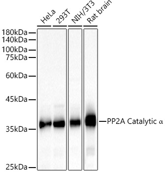 Western blot analysis of various lysates using PP2A Catalytic α Polyclonal Antibody at 1:2000 dilution.