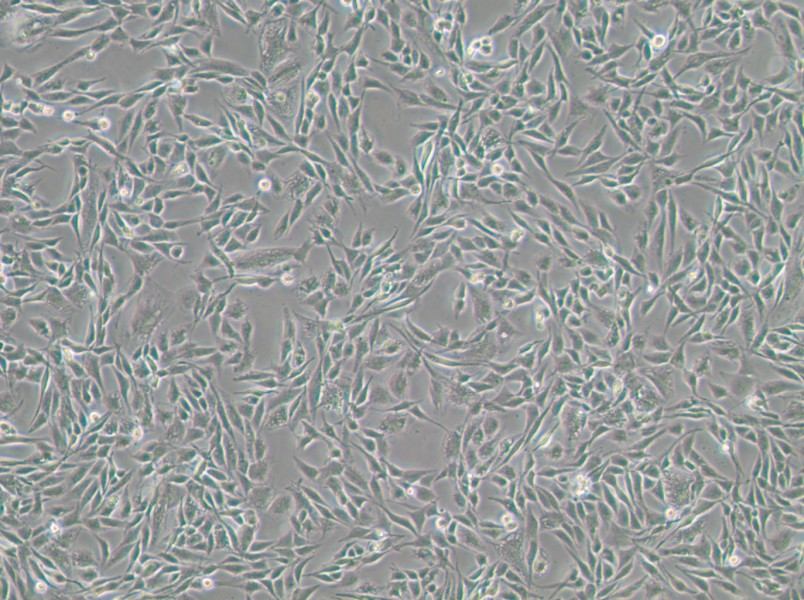 CCF-STTG1 Cell Complete Medium-searchlist-1