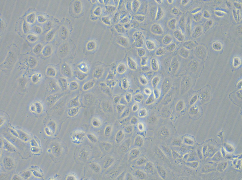 C166 Cell Complete Medium - small - 5